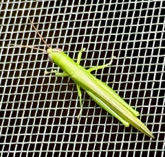 Stenacris vitreipennis