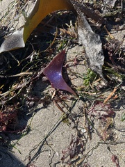 Chondracanthus exasperatus