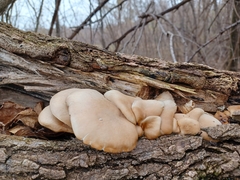 Pleurotus