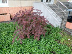 Berberis vulgaris