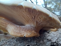 Pleurotus