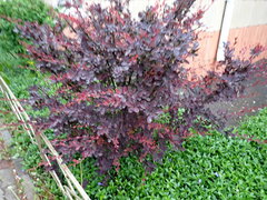 Berberis vulgaris