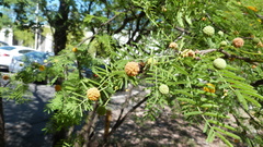 Brachygastra lecheguana