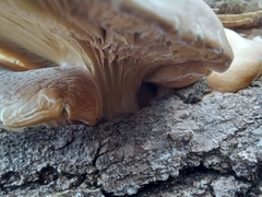 Pleurotus