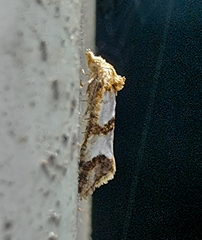 Phalonidia contractana