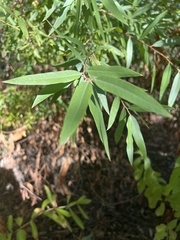 Salix laevigata