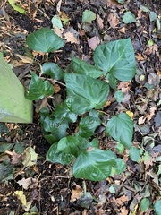 Hedera colchica