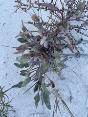 Abronia angustifolia