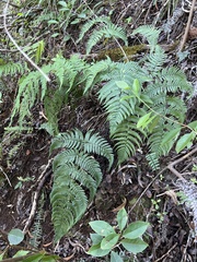 Dryopteris sandwicensis