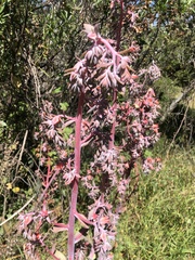 Echeveria