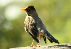Turdus falcklandii