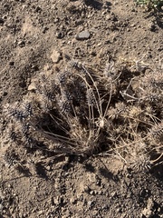 Ceratocephala testiculata