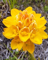 Ceratandra grandiflora