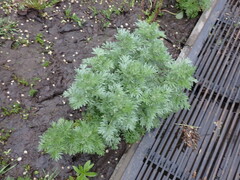 Artemisia absinthium
