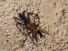 Aphonopelma iodius