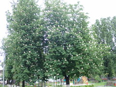 Aesculus hippocastanum