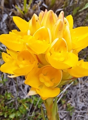 Ceratandra grandiflora