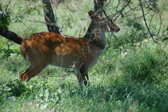 Tragelaphus sylvaticus
