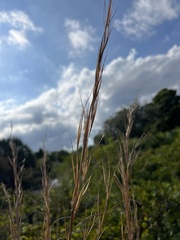 Andropogon virginicus