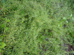 Capsella bursa-pastoris