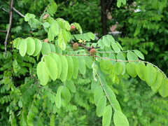 Robinia viscosa