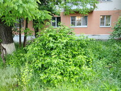 Acer negundo