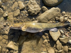 Pylodictis olivaris