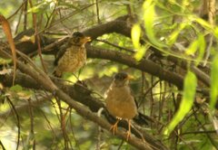 Turdus falcklandii