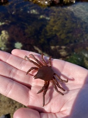 Taliepus nuttallii