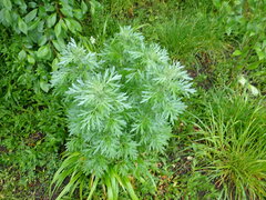 Artemisia absinthium