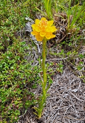 Ceratandra grandiflora
