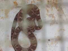 Pantherophis emoryi