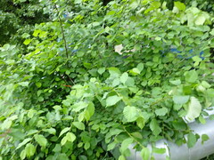 Ulmus