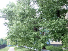 Populus nigra