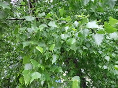Populus nigra