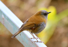 Catharus gracilirostris