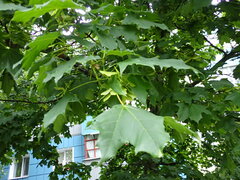 Populus nigra
