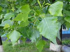 Populus nigra