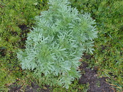 Artemisia absinthium