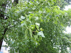 Populus nigra