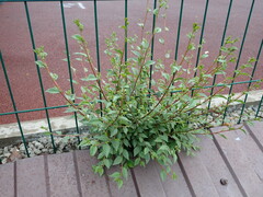 Ulmus pumila