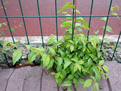 Ulmus pumila