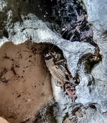 Modicogryllus frontalis