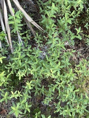 Alternanthera philoxeroides