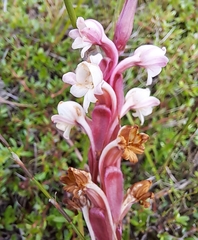 Satyrium acuminatum