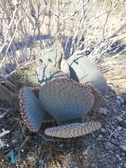 Opuntia basilaris