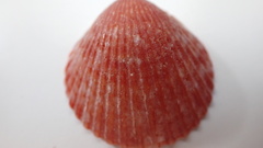 Cardiidae