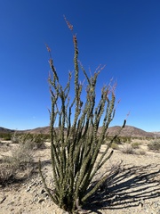 Fouquieria splendens splendens