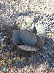 Opuntia basilaris
