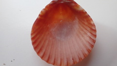 Cardiidae
